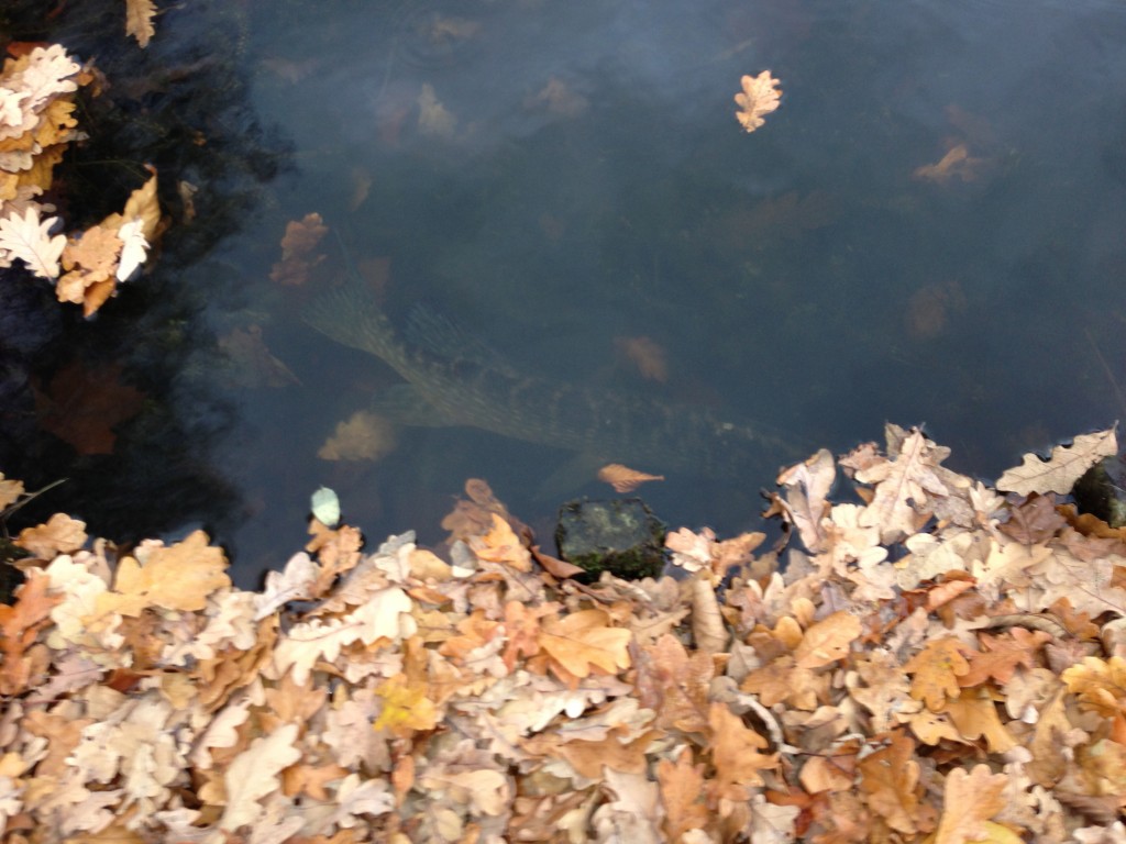 Een Snoek in rust.